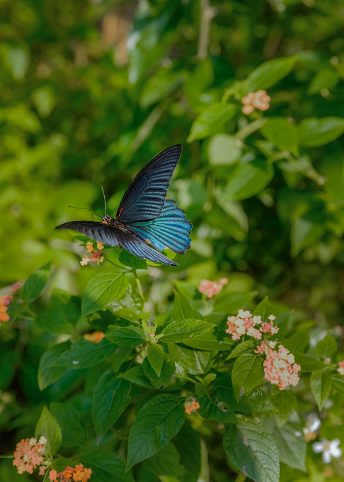 Bướm phượng xanh (Papilio memnon)
